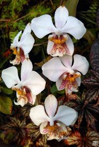 Phalaenopsis stuartiana