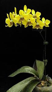 Phalaenopsis stuartiana