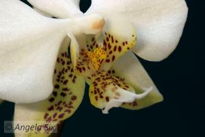 Phalaenopsis stuartiana