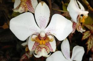 Phalaenopsis stuartiana