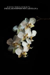 Phalaenopsis stuartiana