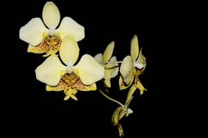 Phalaenopsis stuartiana