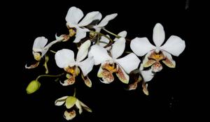 Phalaenopsis stuartiana