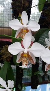 Phalaenopsis stuartiana