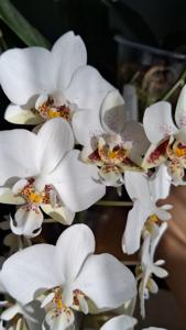 Phalaenopsis stuartiana