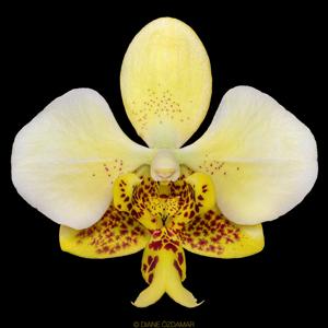 Phalaenopsis stuartiana