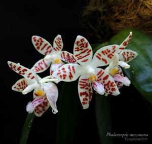 Phalaenopsis sumatrana