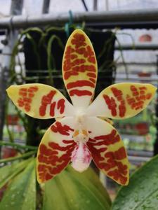 Phalaenopsis sumatrana