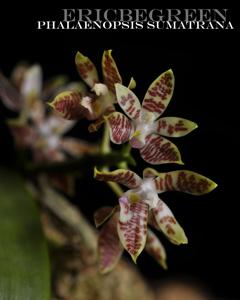 Phalaenopsis sumatrana