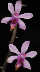 Phalaenopsis taenialis