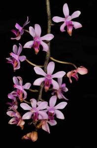 Phalaenopsis taenialis