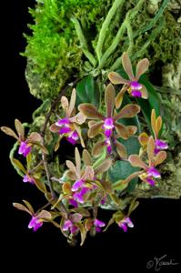Phalaenopsis taenialis