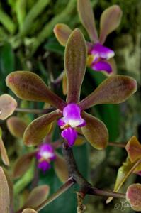 Phalaenopsis taenialis