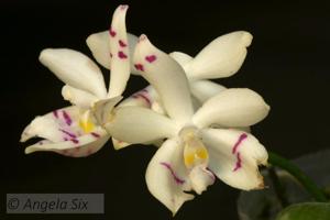 Phalaenopsis tetraspis