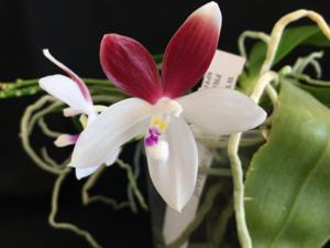 Phalaenopsis tetraspis
