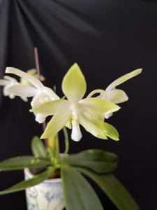 Phalaenopsis tetraspis