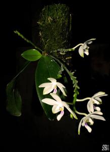 Phalaenopsis tetraspis