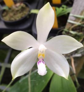 Phalaenopsis tetraspis