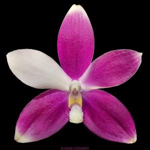 Phalaenopsis tetraspis