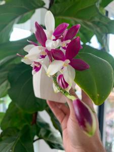 Phalaenopsis tetraspis