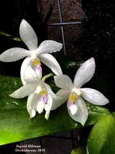 Phalaenopsis tetraspis