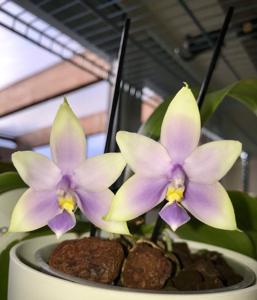 Phalaenopsis violacea