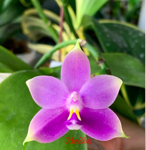 Phalaenopsis violacea