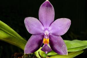 Phalaenopsis violacea