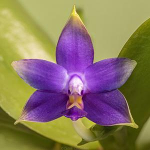 Phalaenopsis violacea