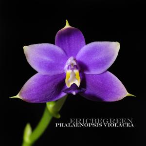 Phalaenopsis violacea