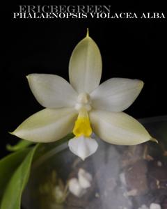 Phalaenopsis violacea