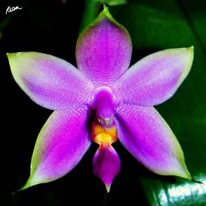 Phalaenopsis violacea