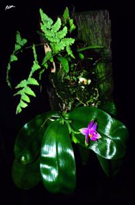 Phalaenopsis violacea