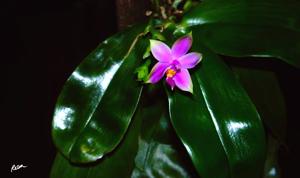 Phalaenopsis violacea