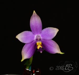 Phalaenopsis violacea