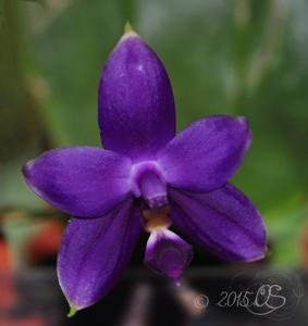 Phalaenopsis violacea