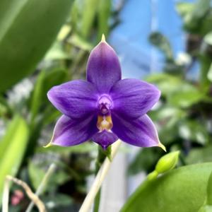 Phalaenopsis violacea