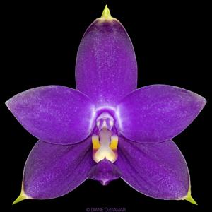 Phalaenopsis violacea