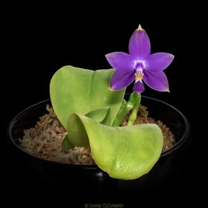 Phalaenopsis violacea