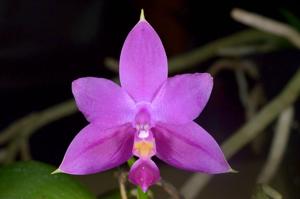 Phalaenopsis violacea