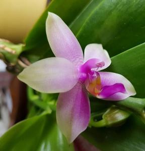 Phalaenopsis violacea