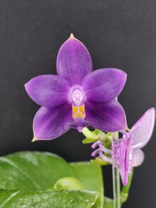 Phalaenopsis violacea