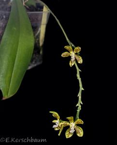 Phalaenopsis viridis