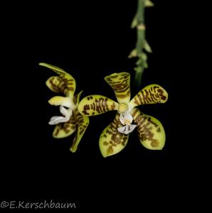 Phalaenopsis viridis