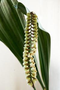 Coelogyne pallida