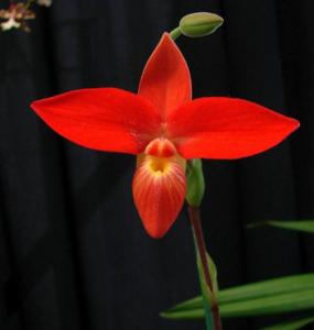 Phragmipedium besseae