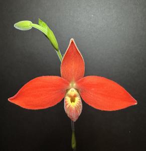 Phragmipedium besseae