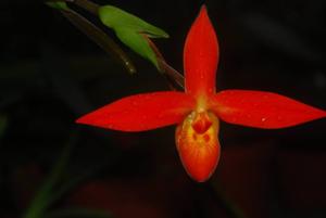 Phragmipedium dalessandroi