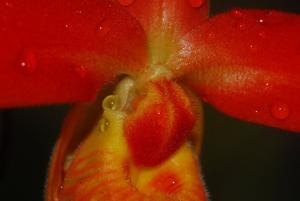 Phragmipedium dalessandroi