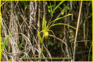 Phragmipedium boissierianum